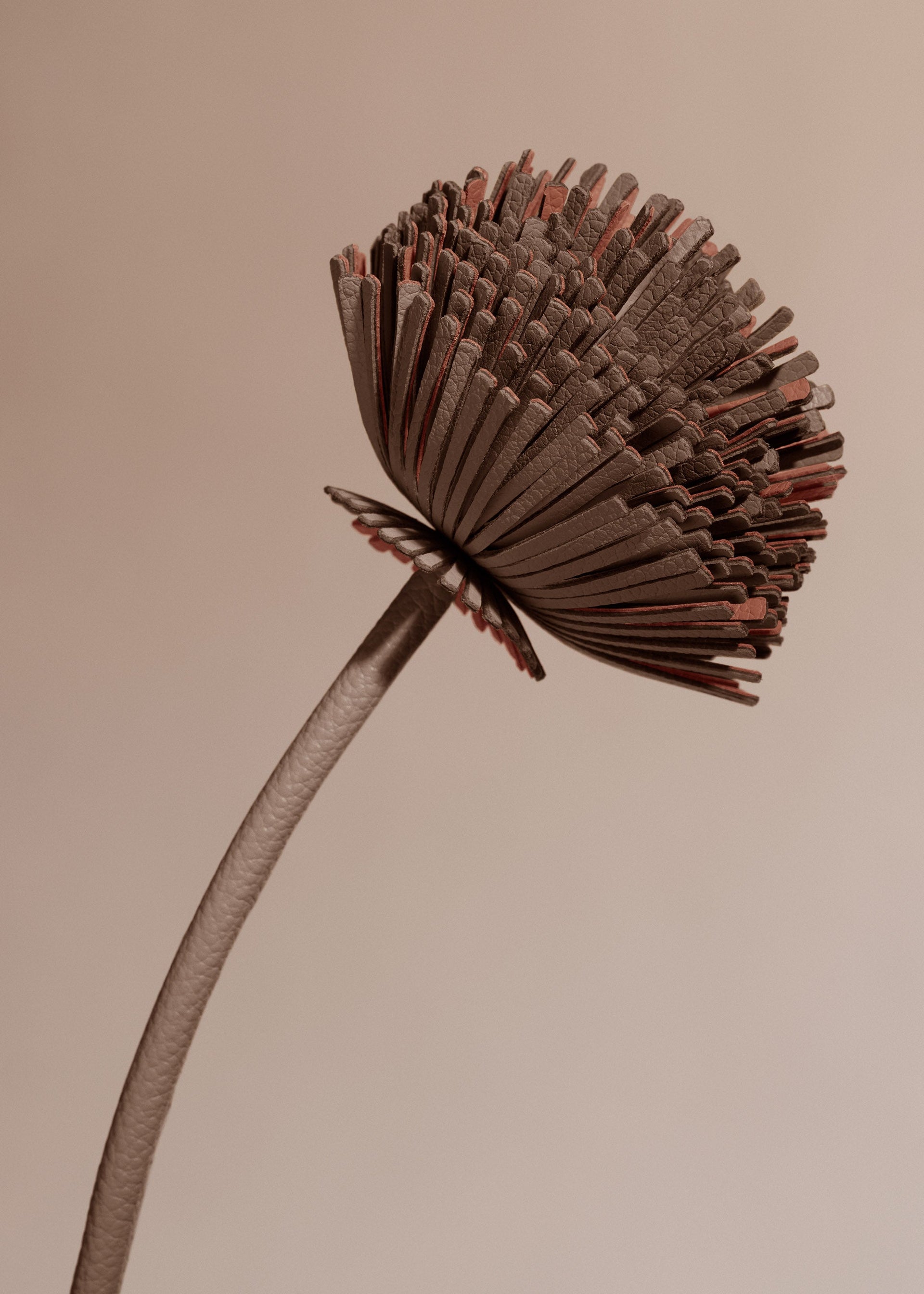 Fleur Tul - Racine