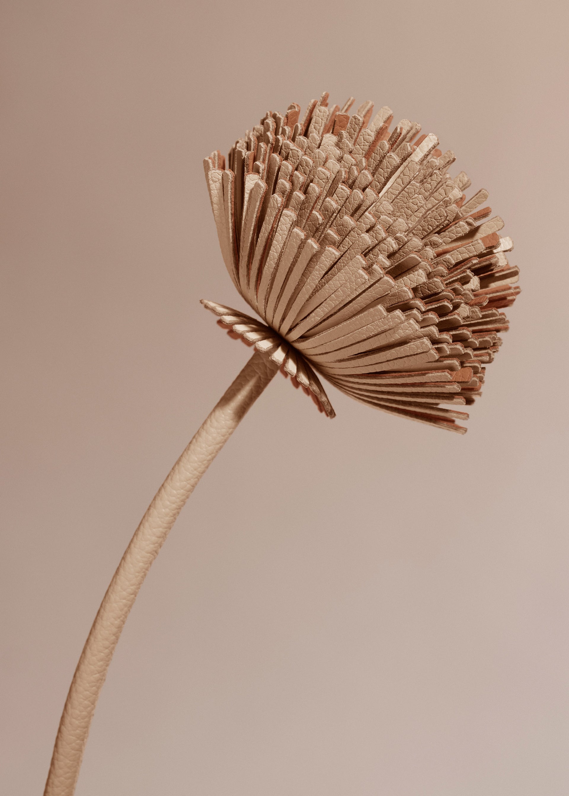 Fleur Tul - Duo Beige